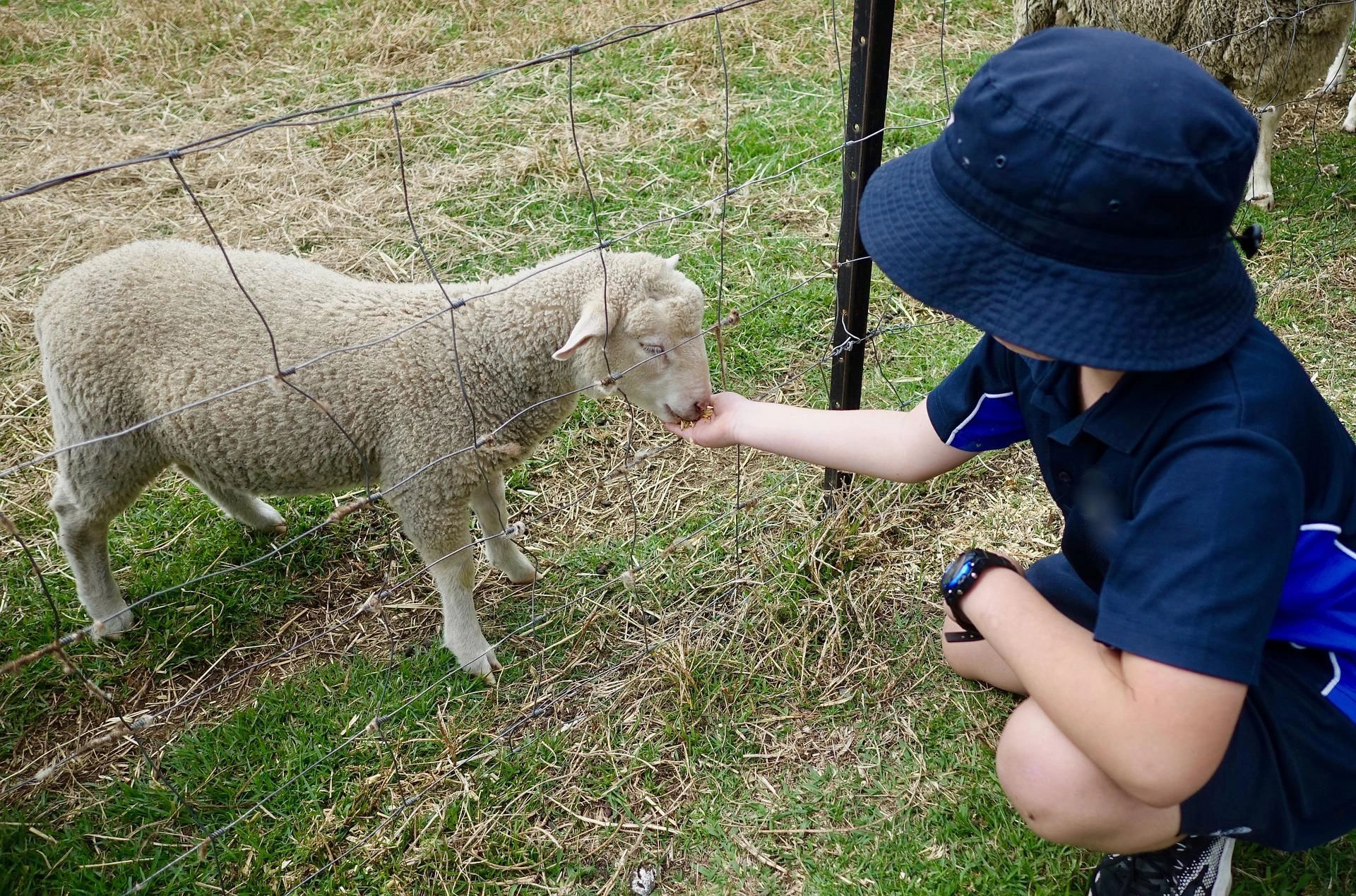 Feed the Sheep, Not the Programs