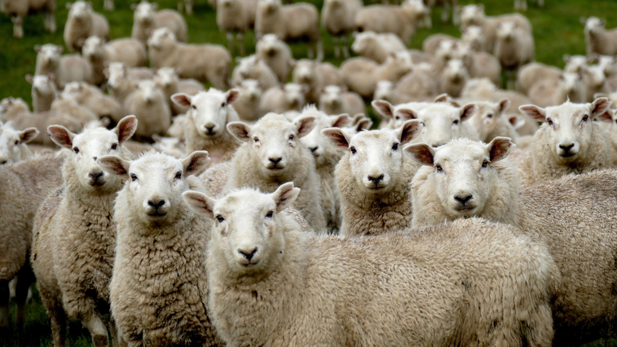 Feeding on the Sheep