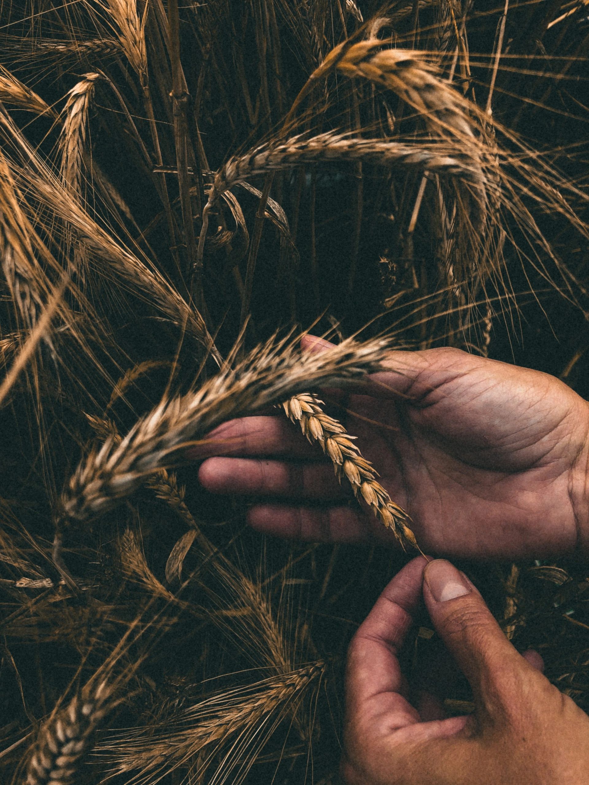 Prelude to Two Great Harvests