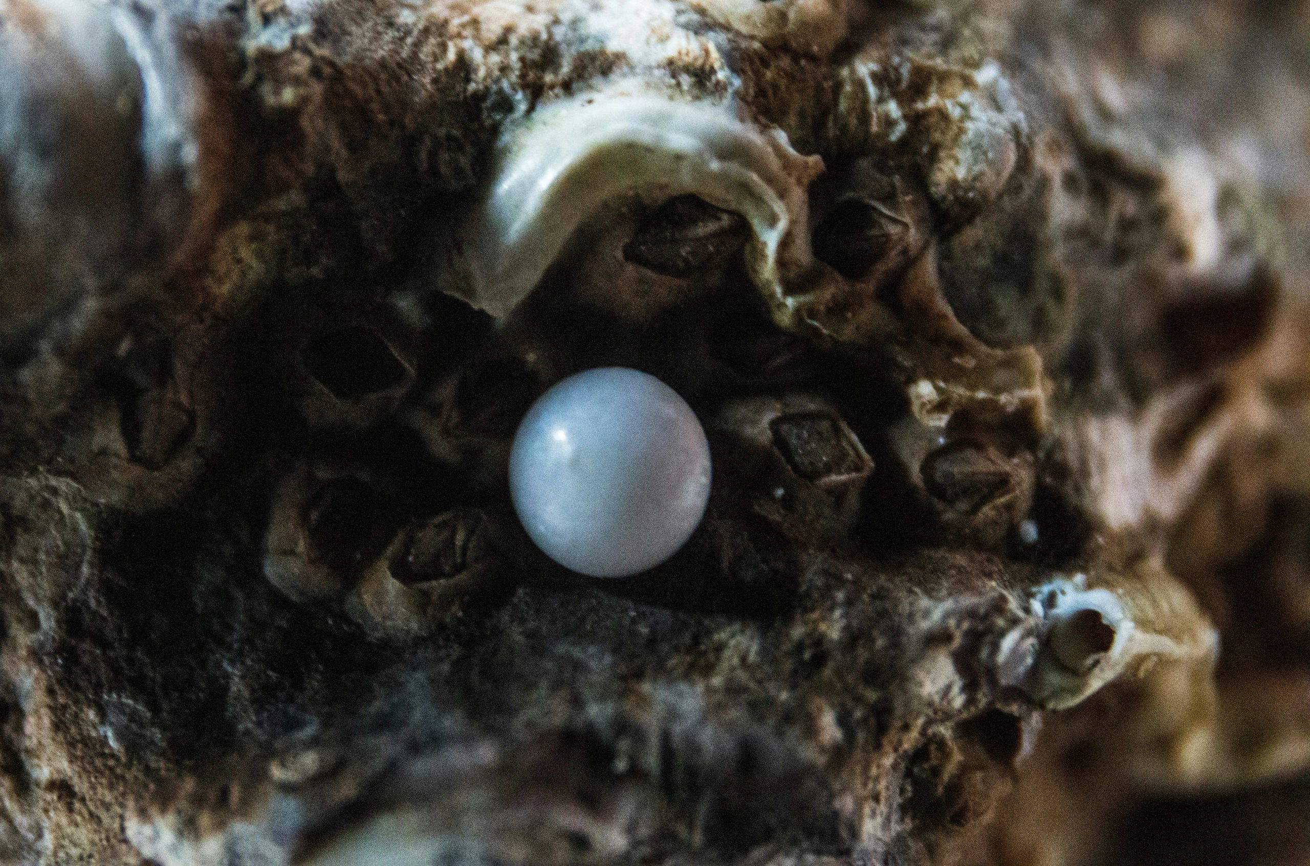 The Pearl of Great Price