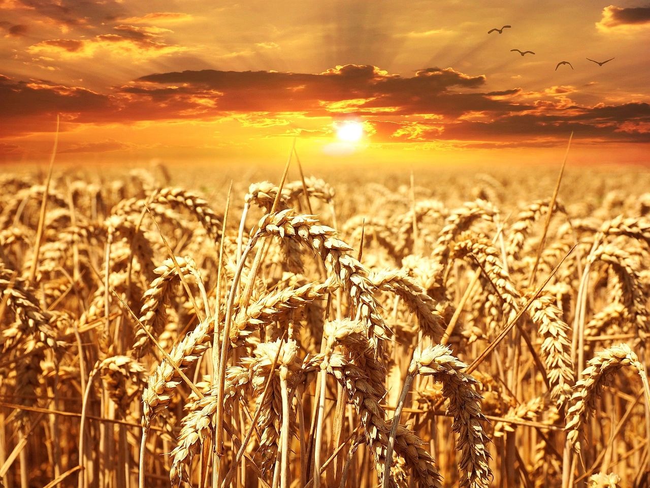 The Wheat and the Tares