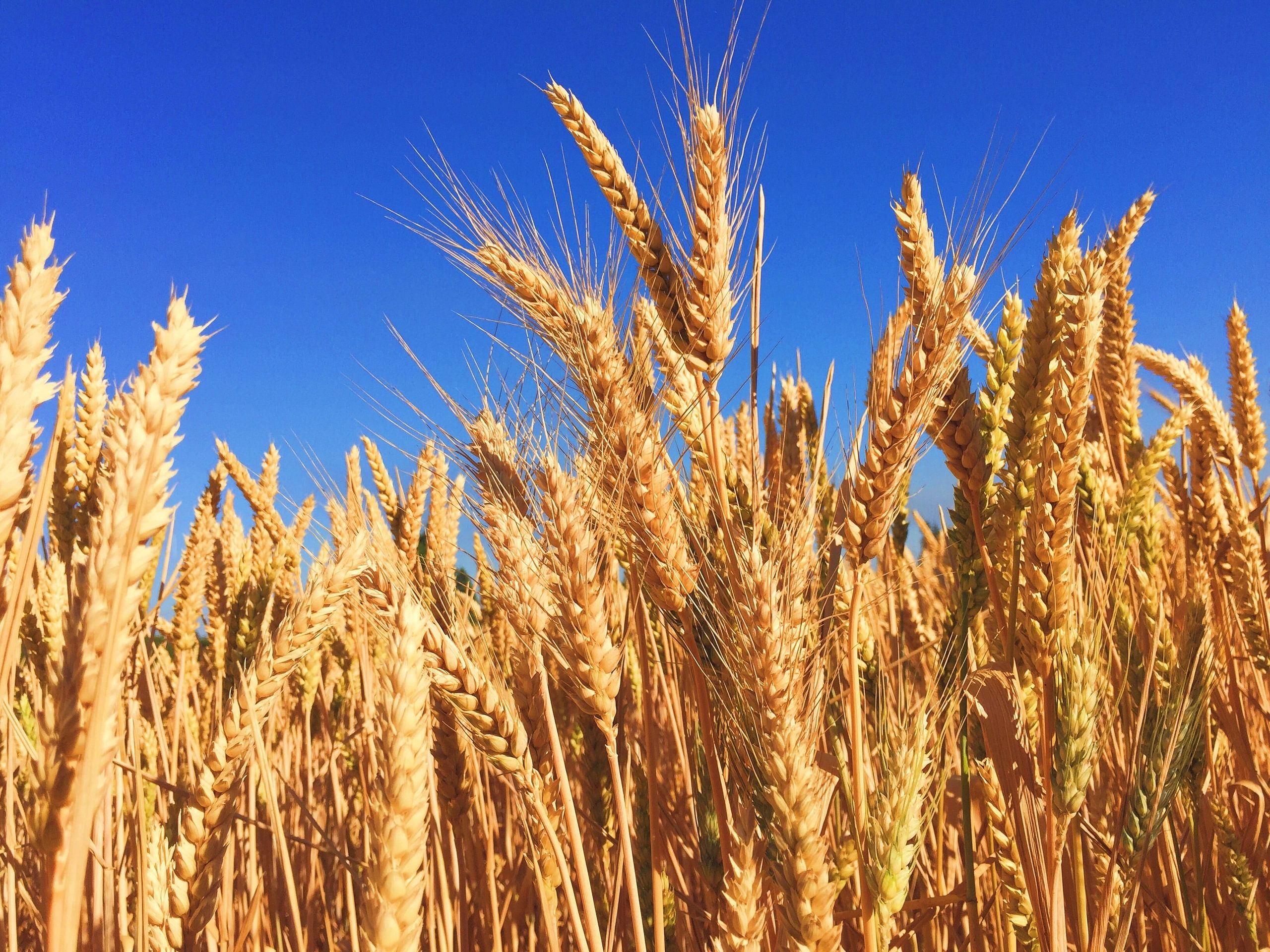 Three Parts of the Harvest